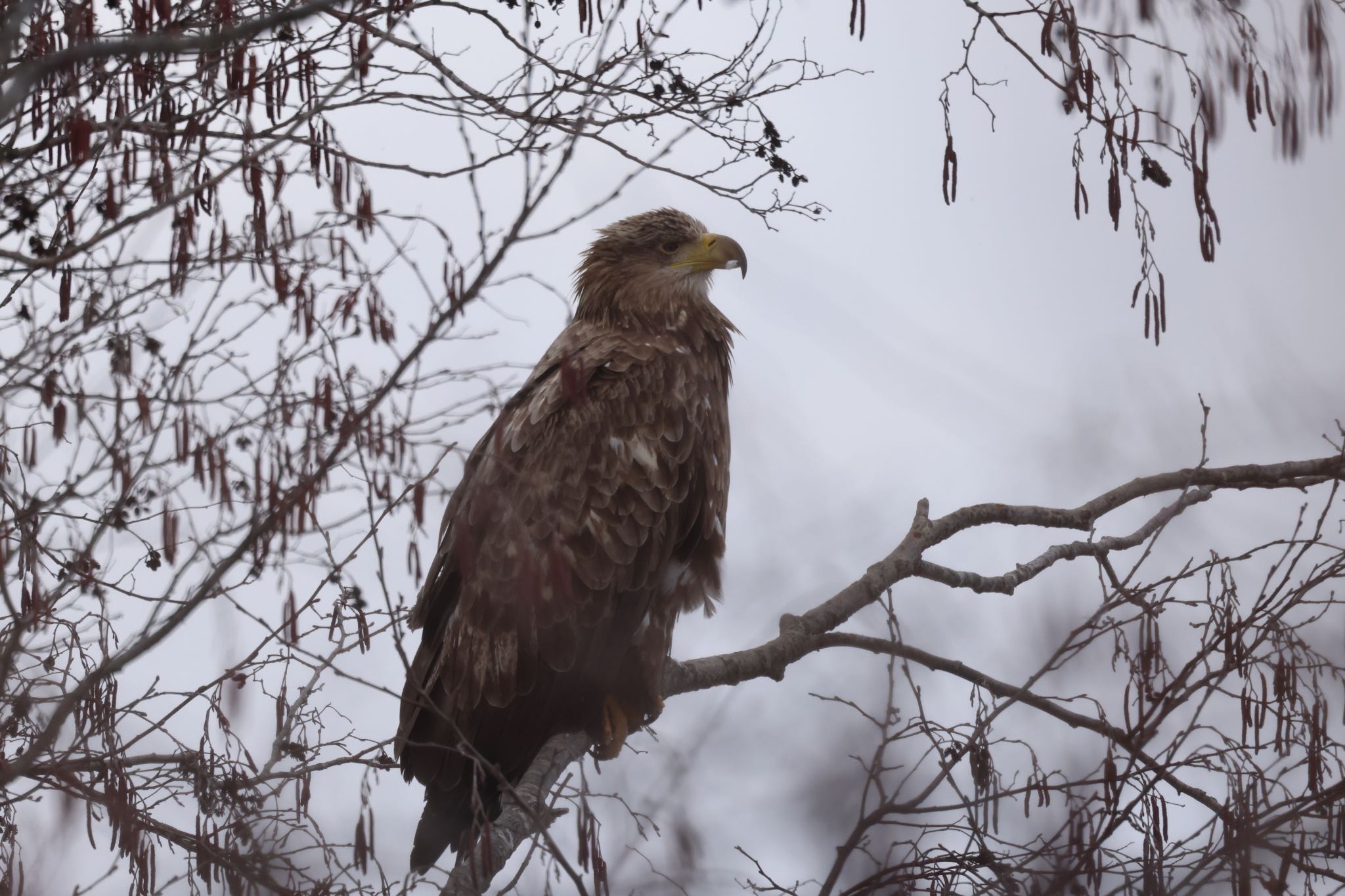 Photo of White-tailed Eagle at 浜厚真野原公園 by will 73