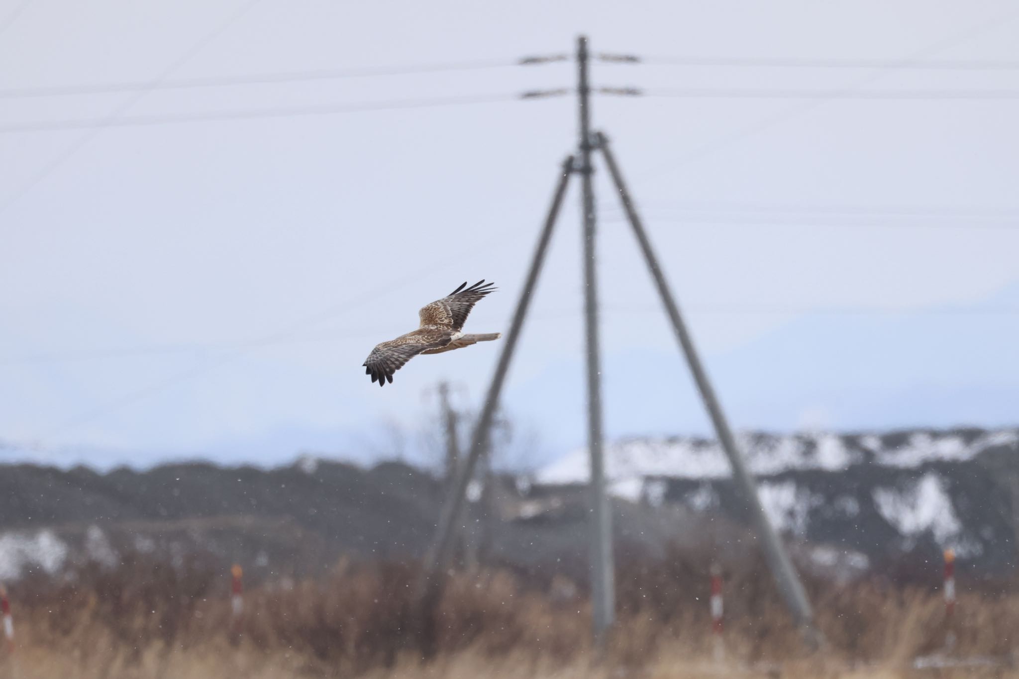 Eastern Marsh Harrier