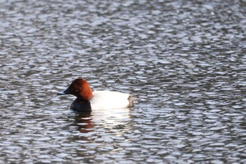 Common Pochard Tomakomai Experimental Forest Tue, 3/19/2024