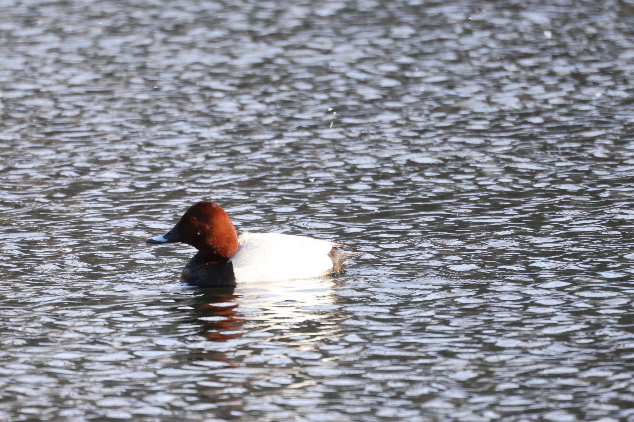 Common Pochard