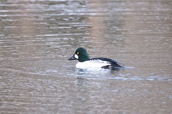 Common Goldeneye Tomakomai Experimental Forest Tue, 3/19/2024