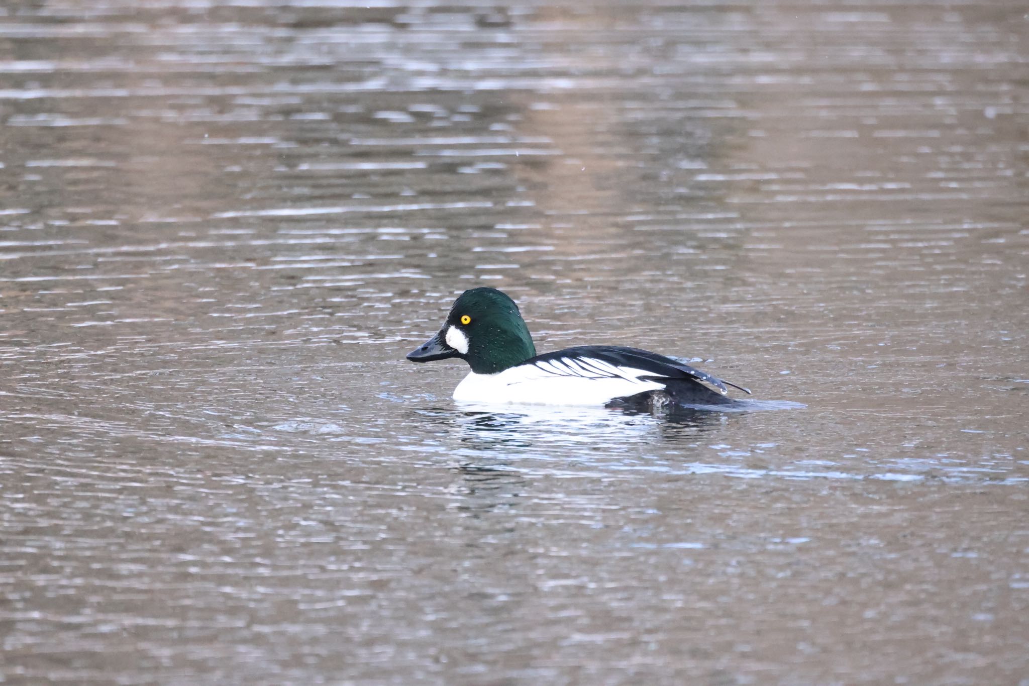 Common Goldeneye