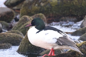 2024年3月19日(火) 北大研究林(北海道大学苫小牧研究林)の野鳥観察記録