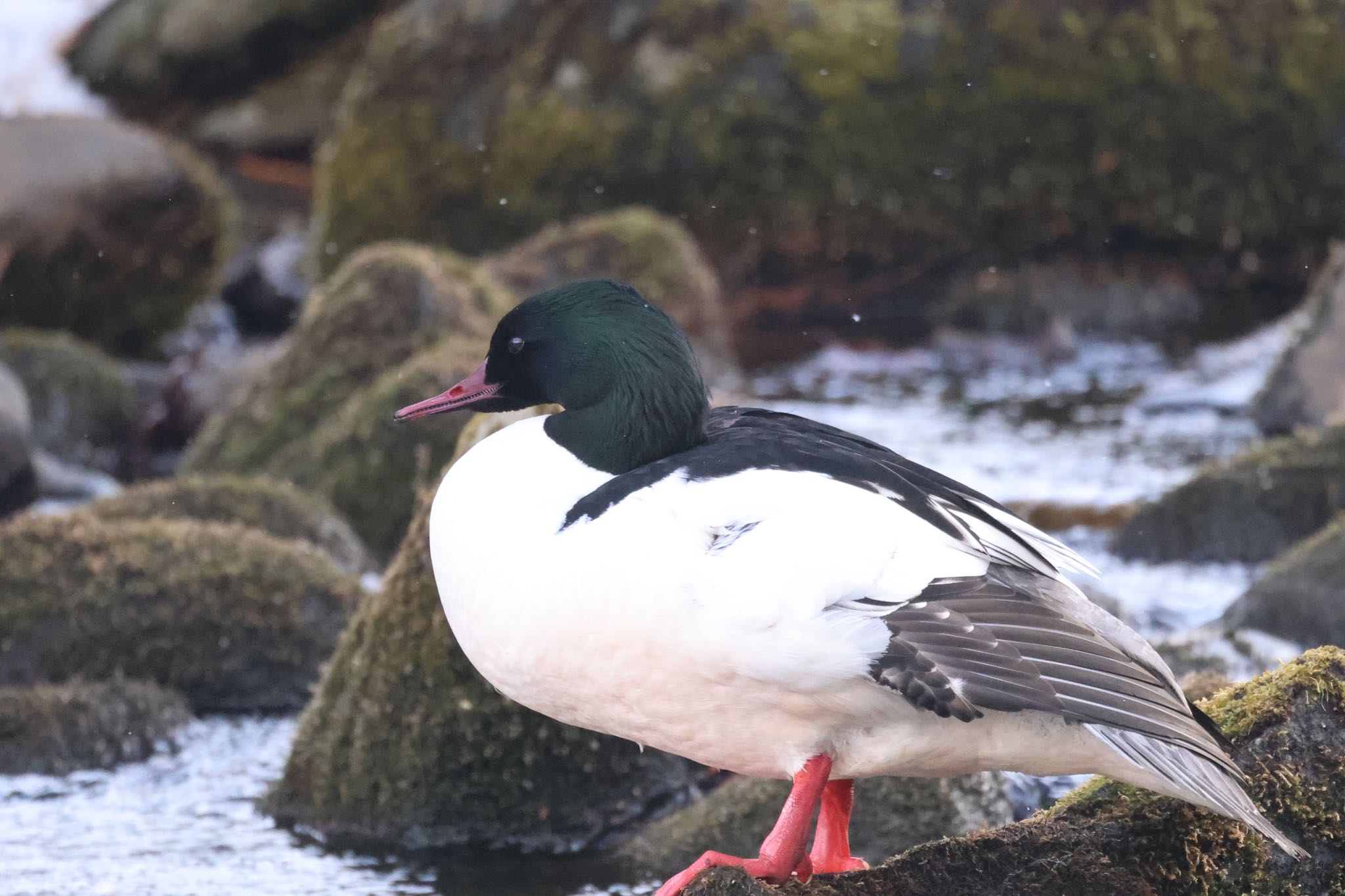 北大研究林(北海道大学苫小牧研究林) カワアイサの写真 by will 73