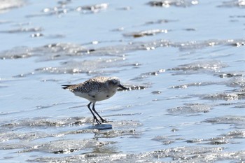 ダイゼン ふなばし三番瀬海浜公園 2024年3月18日(月)