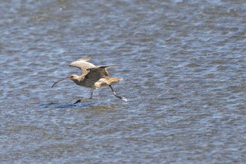 2024年3月18日(月) ふなばし三番瀬海浜公園の野鳥観察記録