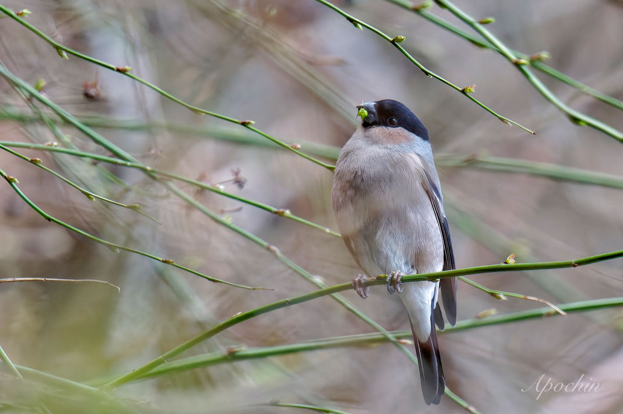 Eurasian Bullfinch