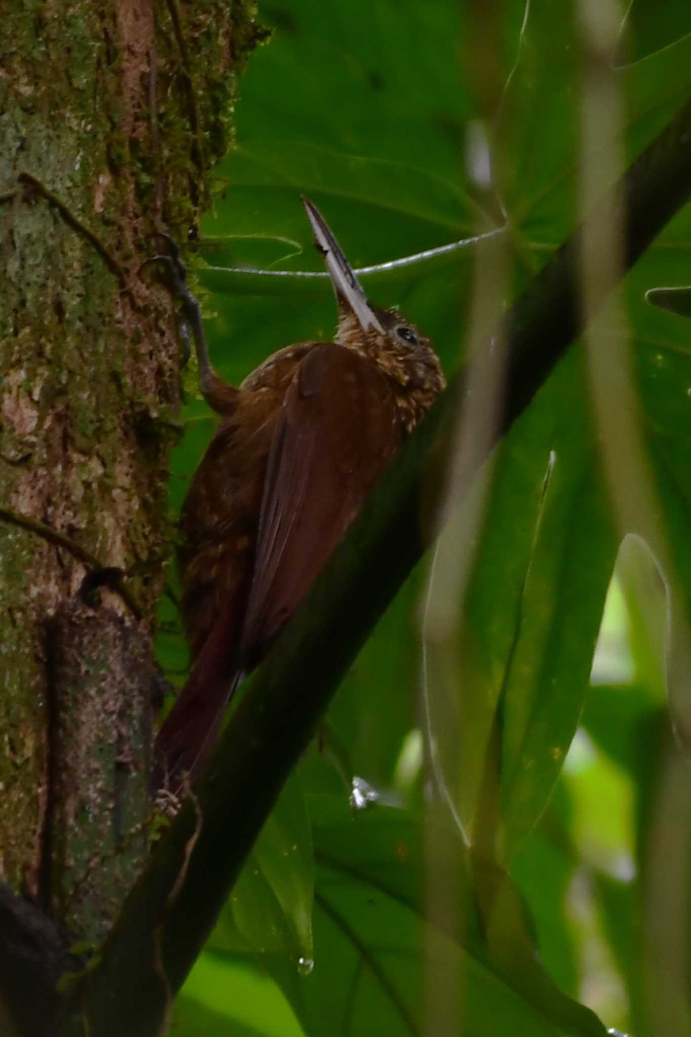 Streak-headed Woodcreeper