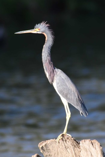 Tricolored Heron コスタリカ Sat, 2/10/2024