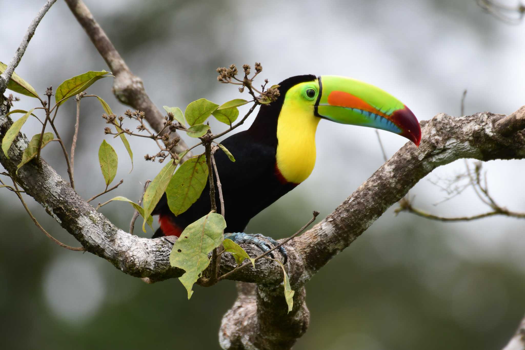 Photo of Keel-billed Toucan at コスタリカ by でみこ