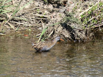 Brown-cheeked Rail 埼玉県 Wed, 3/20/2024