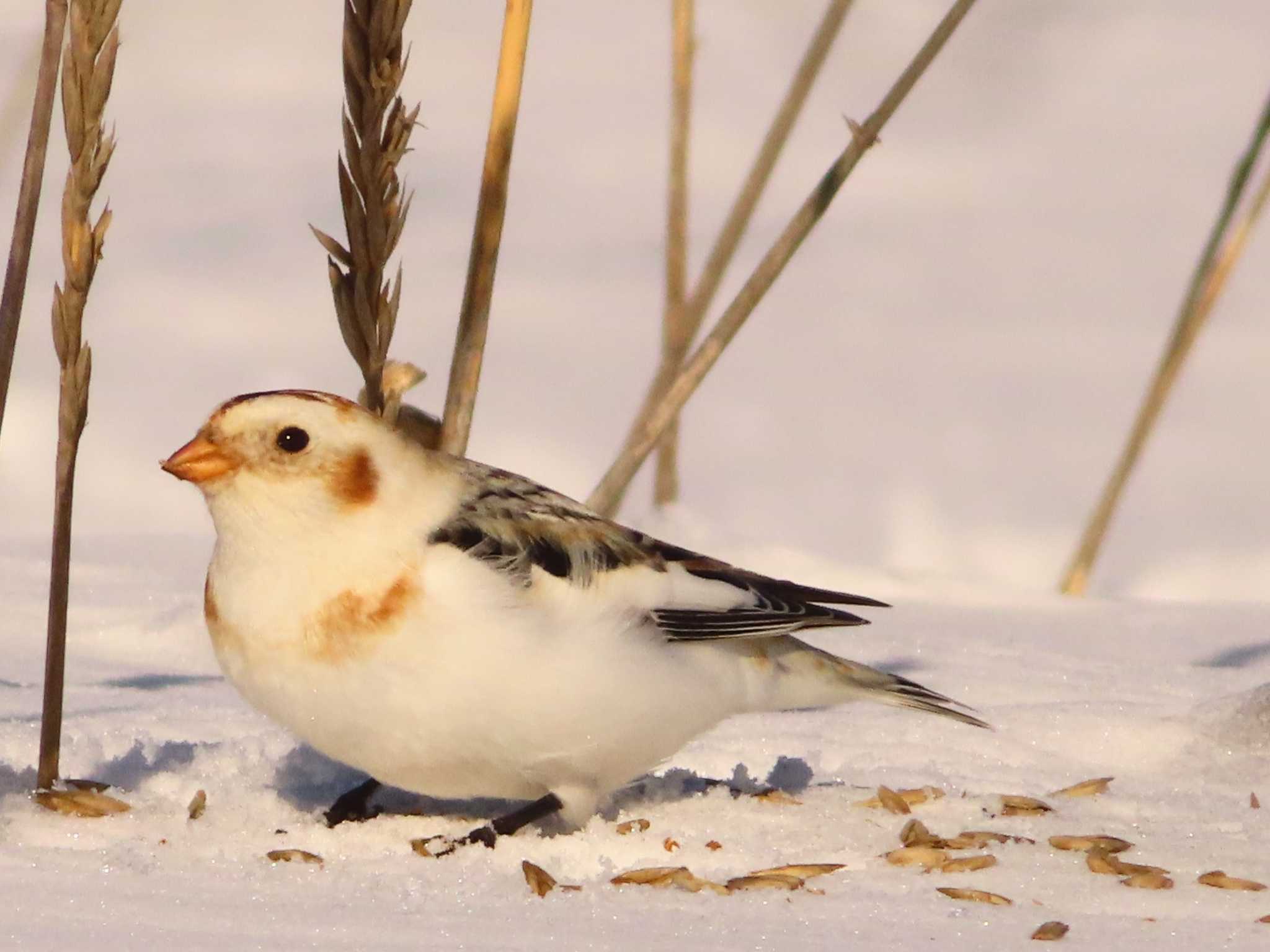 Snow Bunting