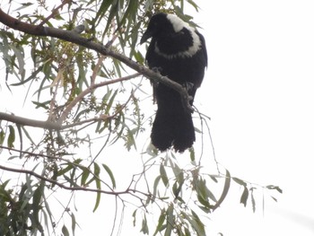 Collared Crow 香港,南水圍 Tue, 3/5/2024