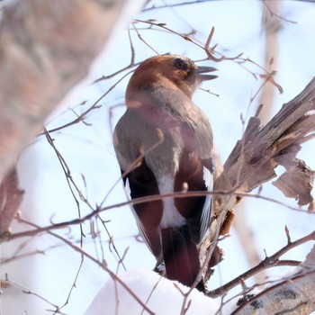 Eurasian Jay(brandtii) Makomanai Park Wed, 3/20/2024