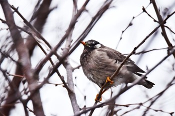 White-cheeked Starling Akashi Park Wed, 3/20/2024