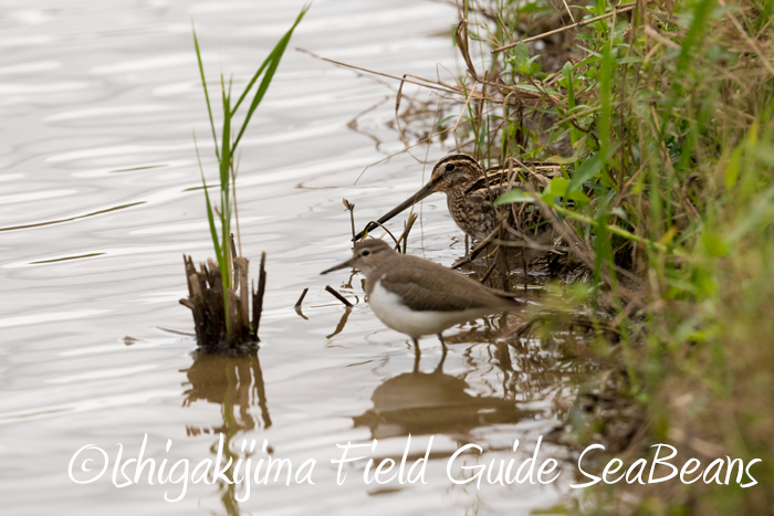 Common Snipe