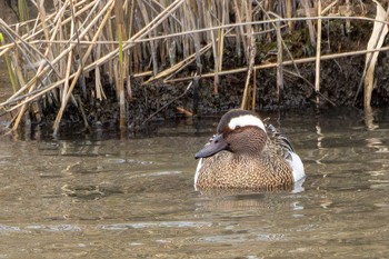 Garganey Unknown Spots Tue, 3/19/2024