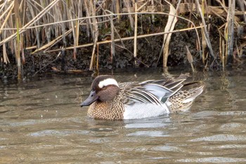 Garganey Unknown Spots Tue, 3/19/2024