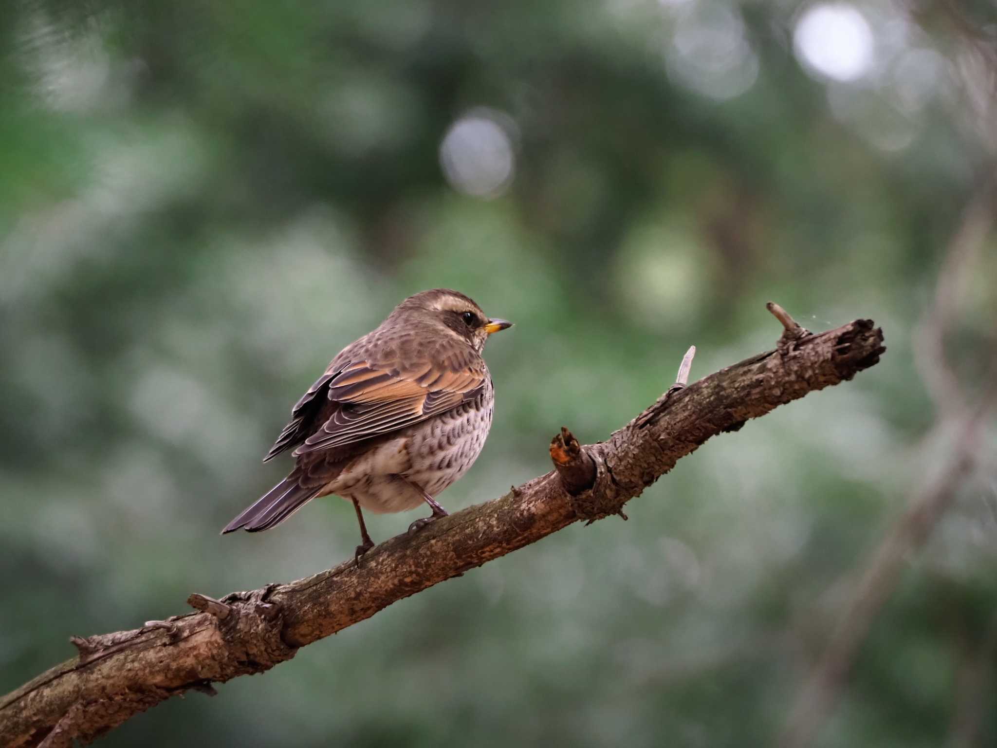 Photo of Dusky Thrush at Yoyogi Park by y-kuni