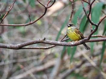 Masked Bunting Unknown Spots Sun, 3/17/2024