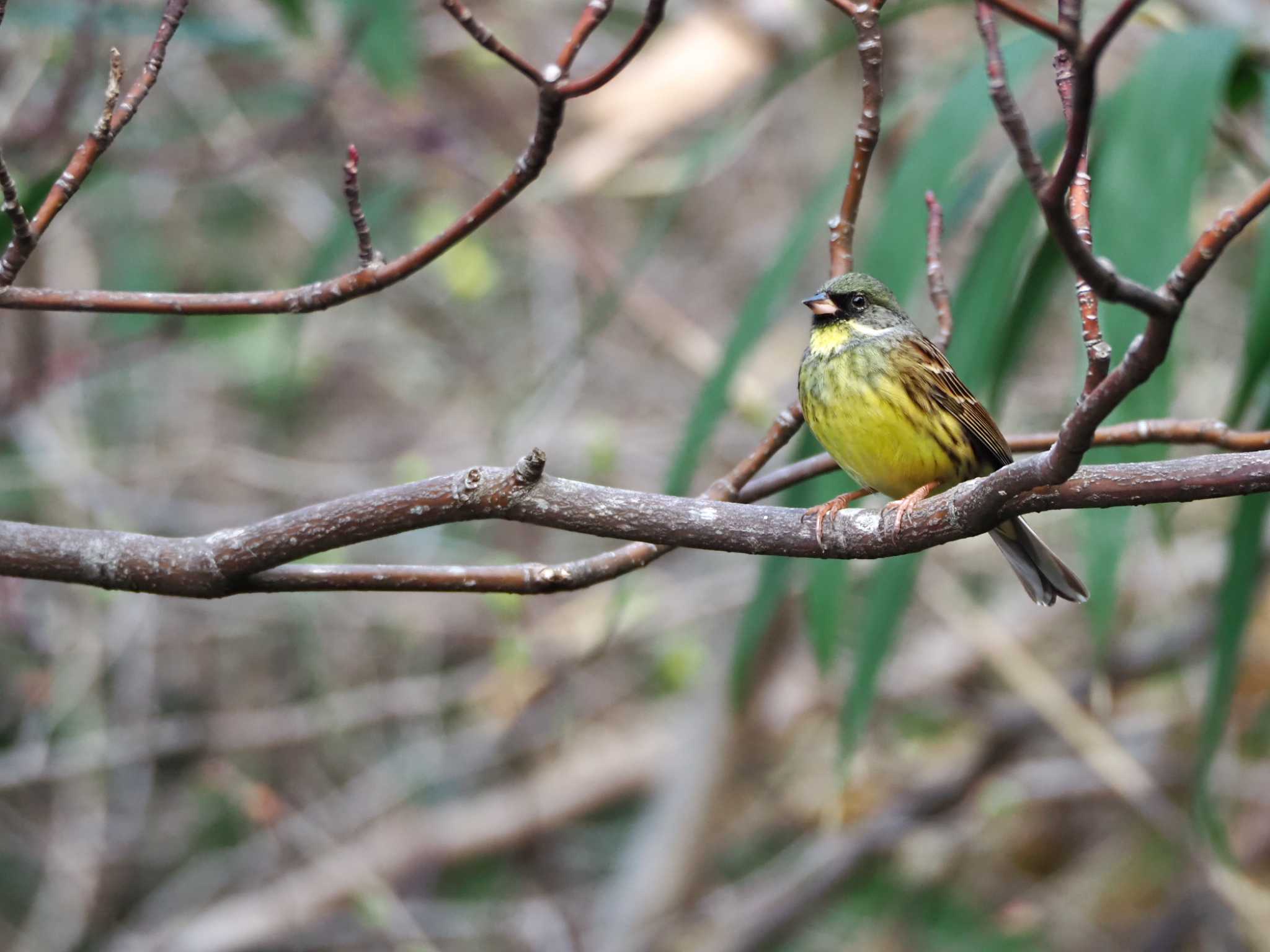 Photo of Masked Bunting at  by y-kuni