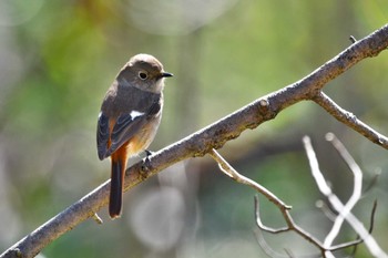 Daurian Redstart 秋ヶ瀬公園 こどもの森 Wed, 3/13/2024