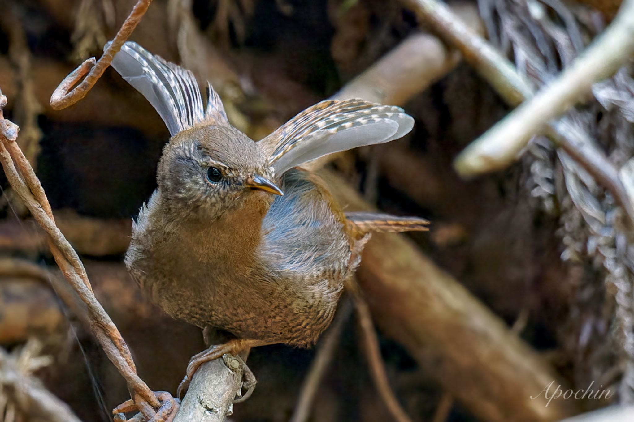 2024年3月17日(日) 日向渓谷の野鳥観察記録 by アポちん | ZooPicker