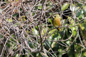 アオカワラヒワ 行徳鳥獣保護区 2024年3月20日(水)