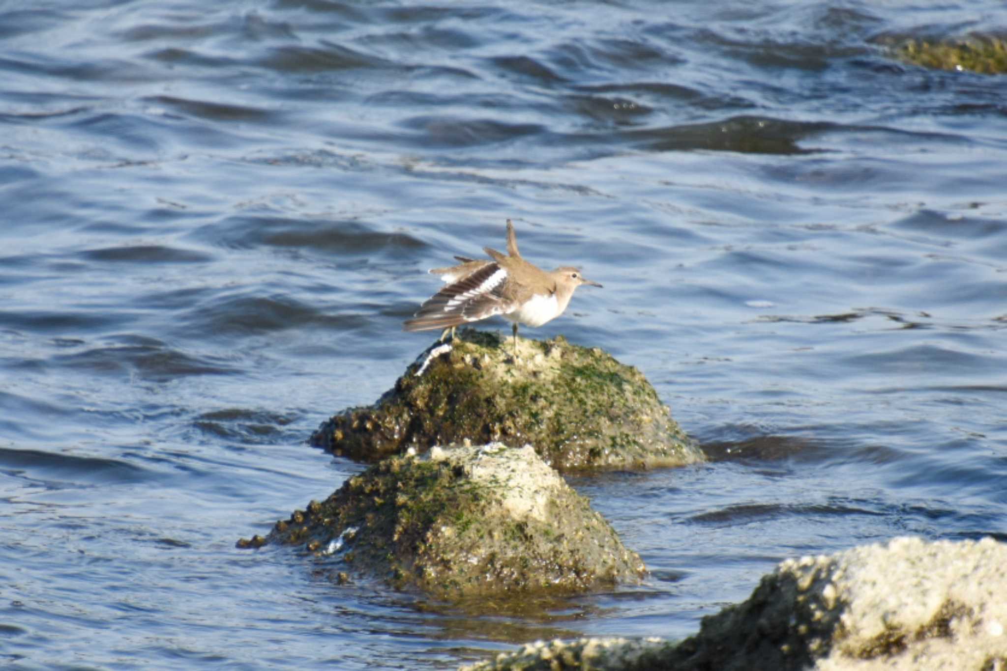 Photo of Common Sandpiper at Tokyo Port Wild Bird Park by kengo-low