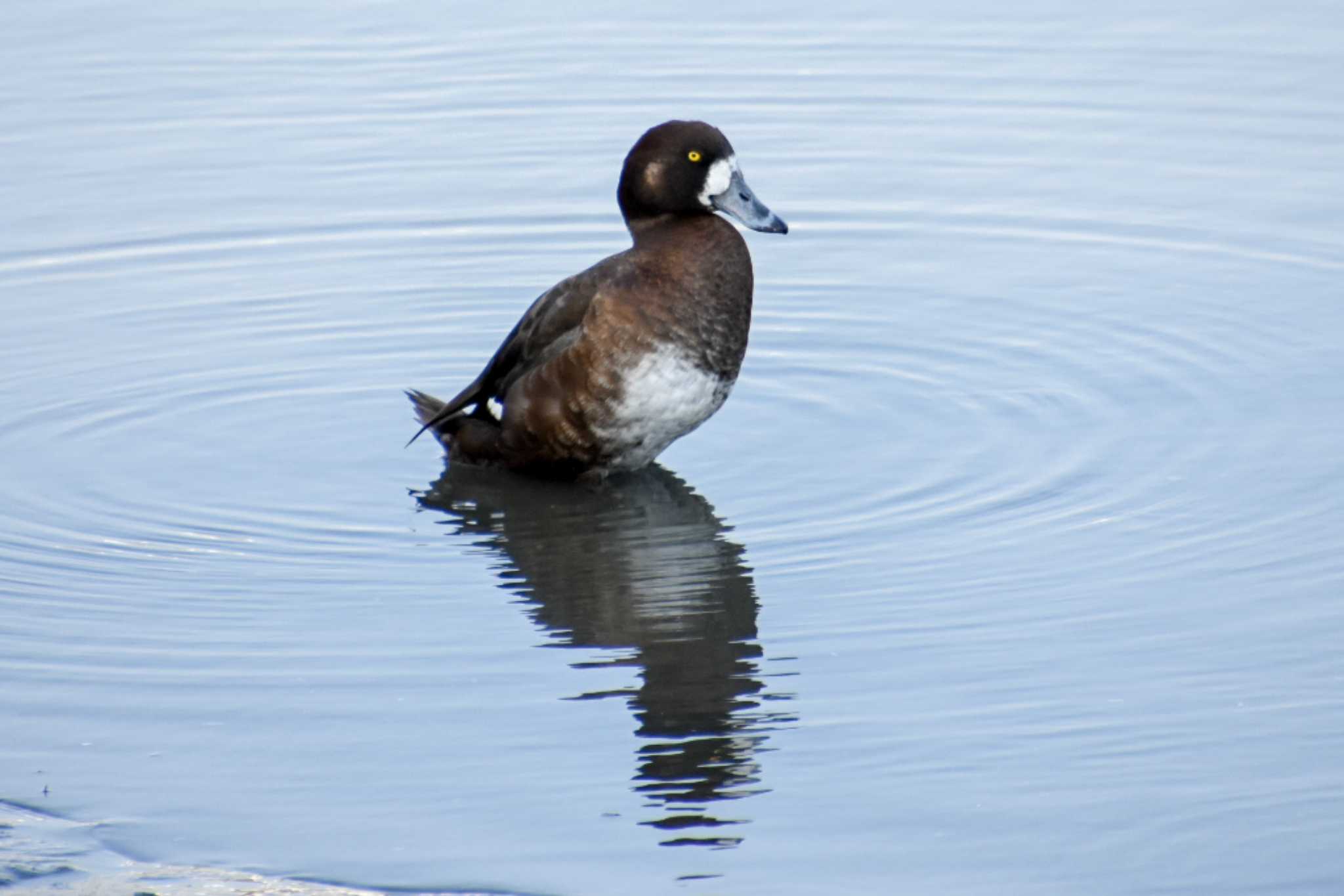 Photo of Greater Scaup at Tokyo Port Wild Bird Park by kengo-low