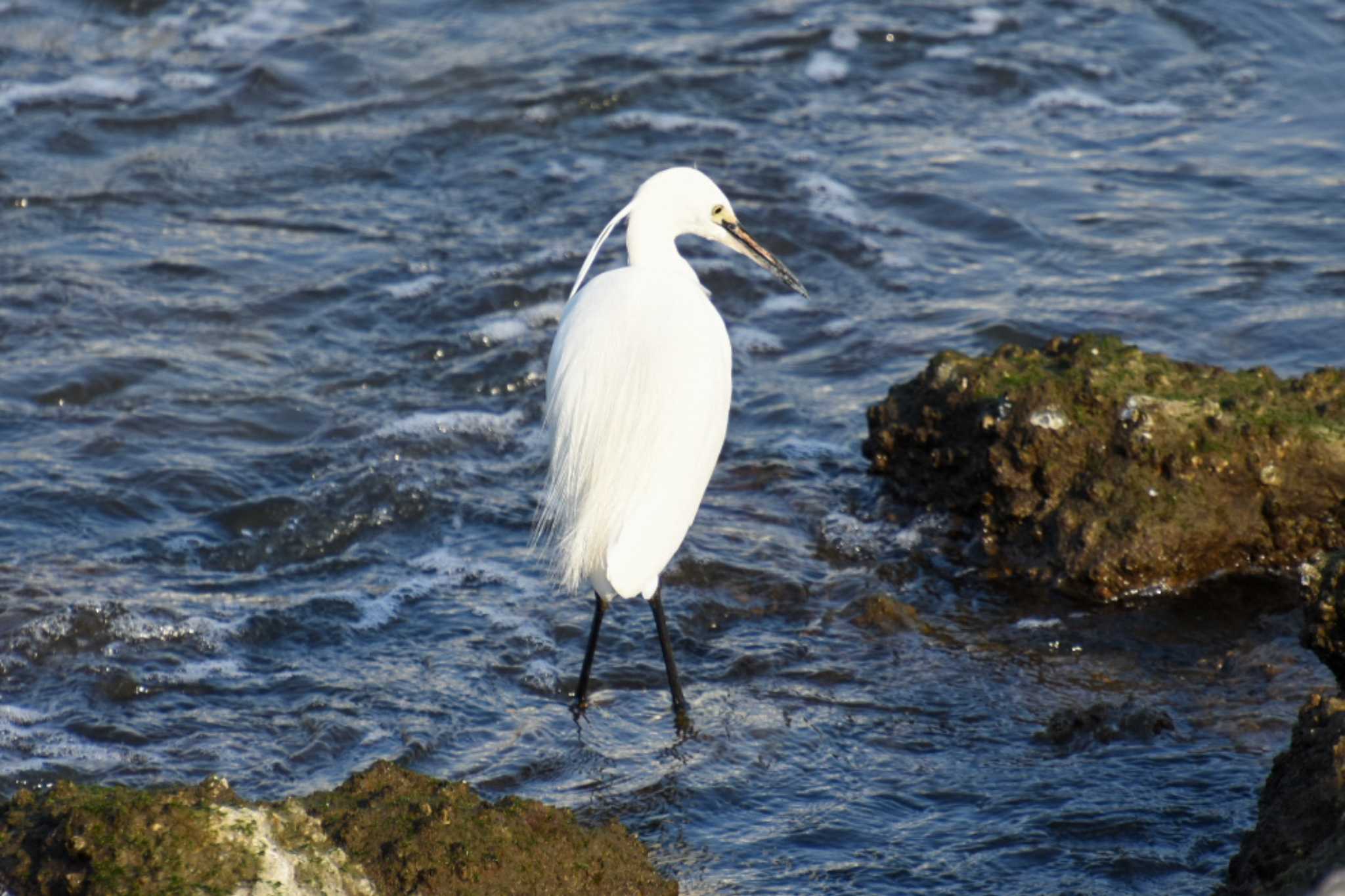 Photo of Little Egret at Tokyo Port Wild Bird Park by kengo-low