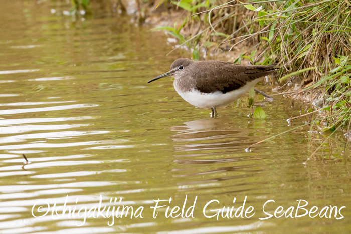 Photo of Green Sandpiper at Ishigaki Island by 石垣島バードウオッチングガイドSeaBeans