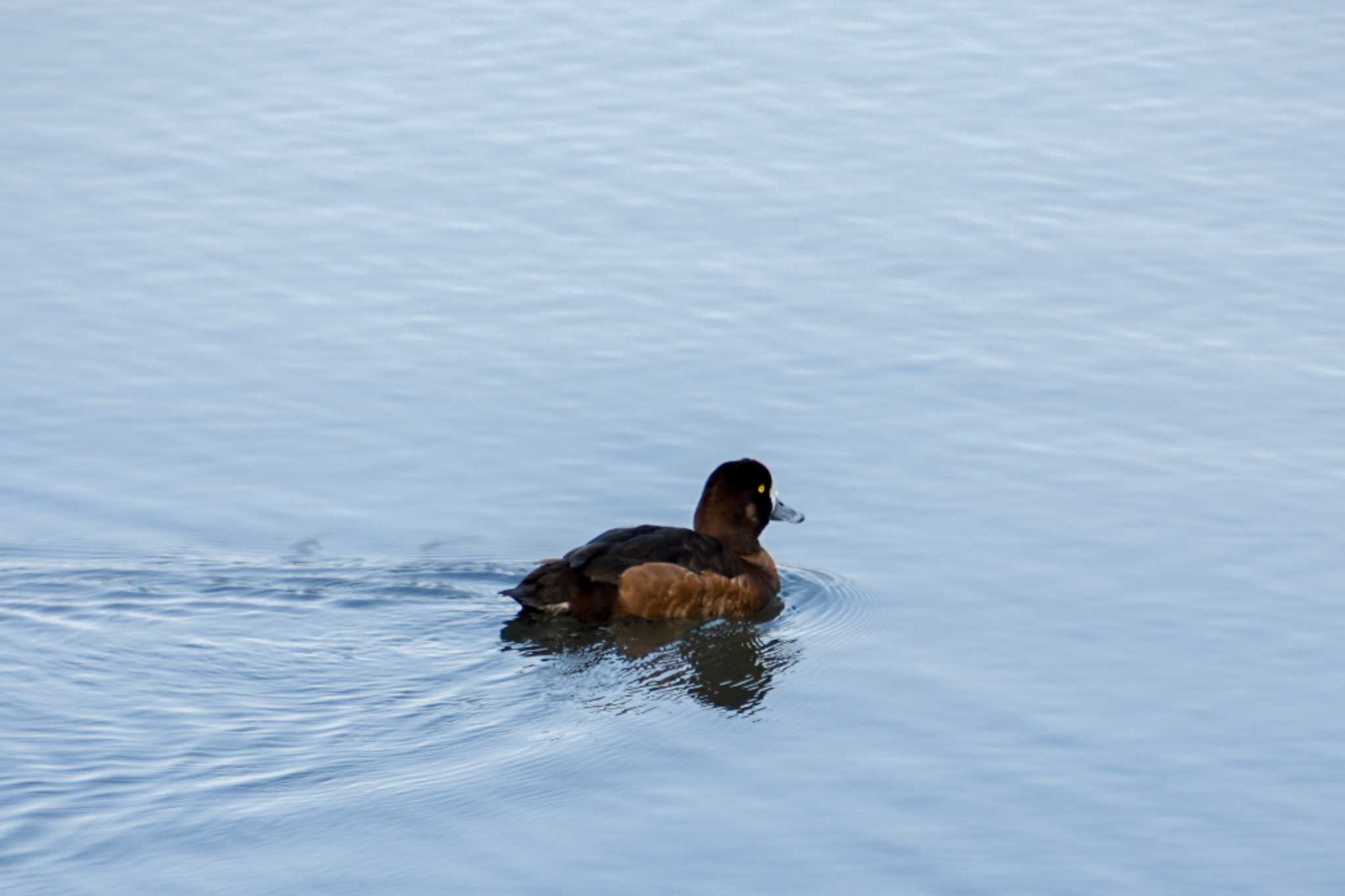 Photo of Greater Scaup at Tokyo Port Wild Bird Park by kengo-low