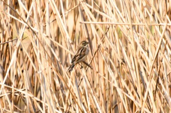 オオジュリン 東京港野鳥公園 2024年3月16日(土)