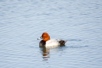 ホシハジロ 東京港野鳥公園 2024年3月16日(土)