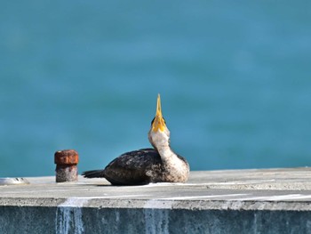 Japanese Cormorant 三保海岸 Sun, 3/17/2024