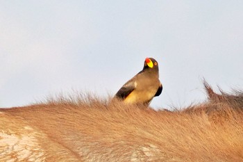 Yellow-billed Oxpecker