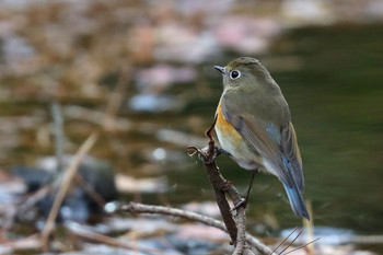 Red-flanked Bluetail 東京都多摩地域 Sat, 12/8/2018