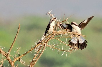 Grey-backed Fiscal