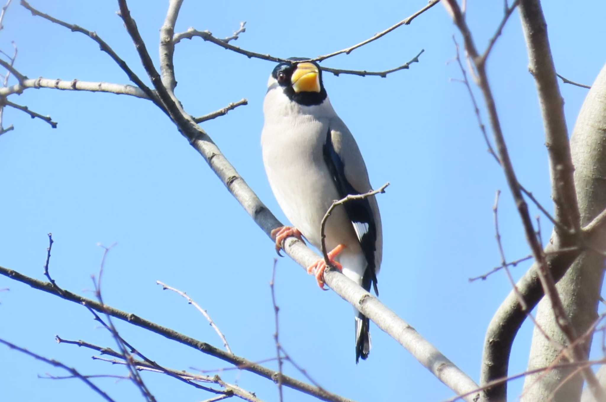 Japanese Grosbeak