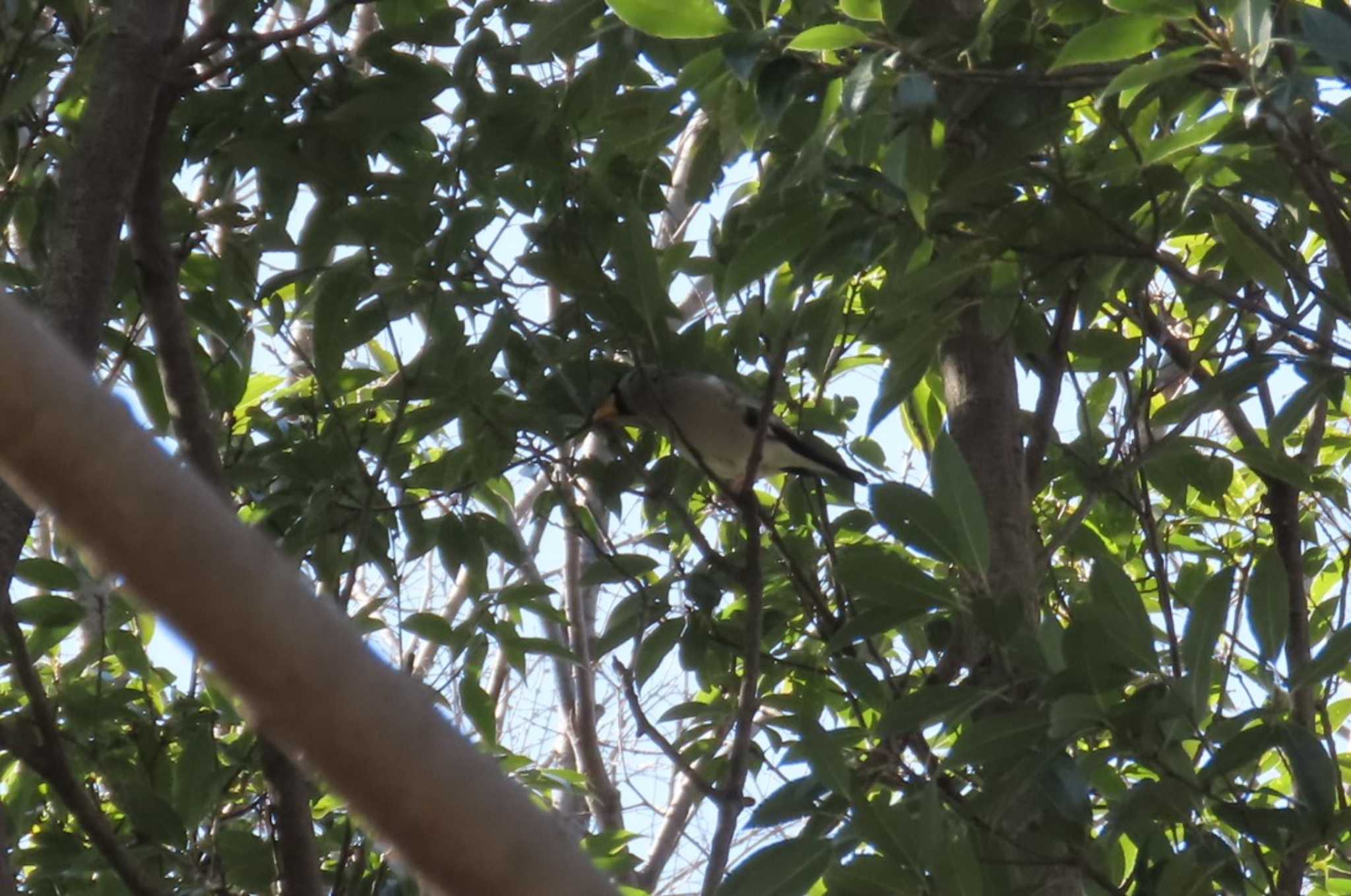 Japanese Grosbeak