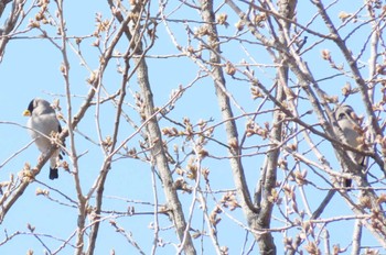 イカル 昭和記念公園 2024年3月20日(水)