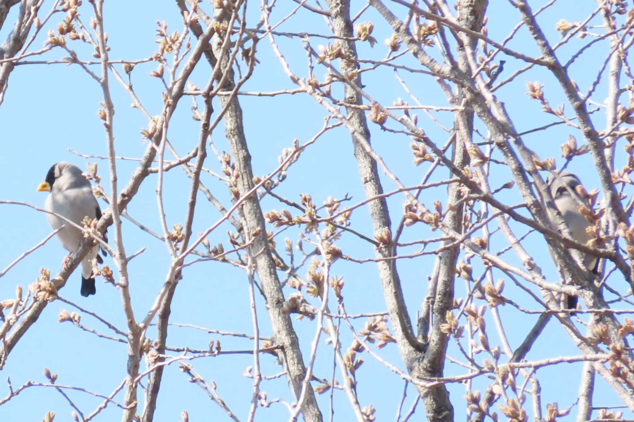 Japanese Grosbeak