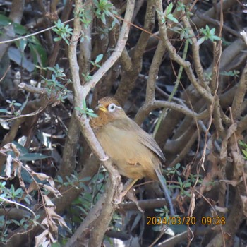 2024年3月20日(水) 三ツ池公園(横浜市鶴見区)の野鳥観察記録