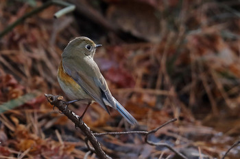 Red-flanked Bluetail 東京都多摩地域 Sat, 12/8/2018