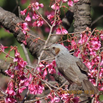 Brown-eared Bulbul Mitsuike Park Wed, 3/20/2024