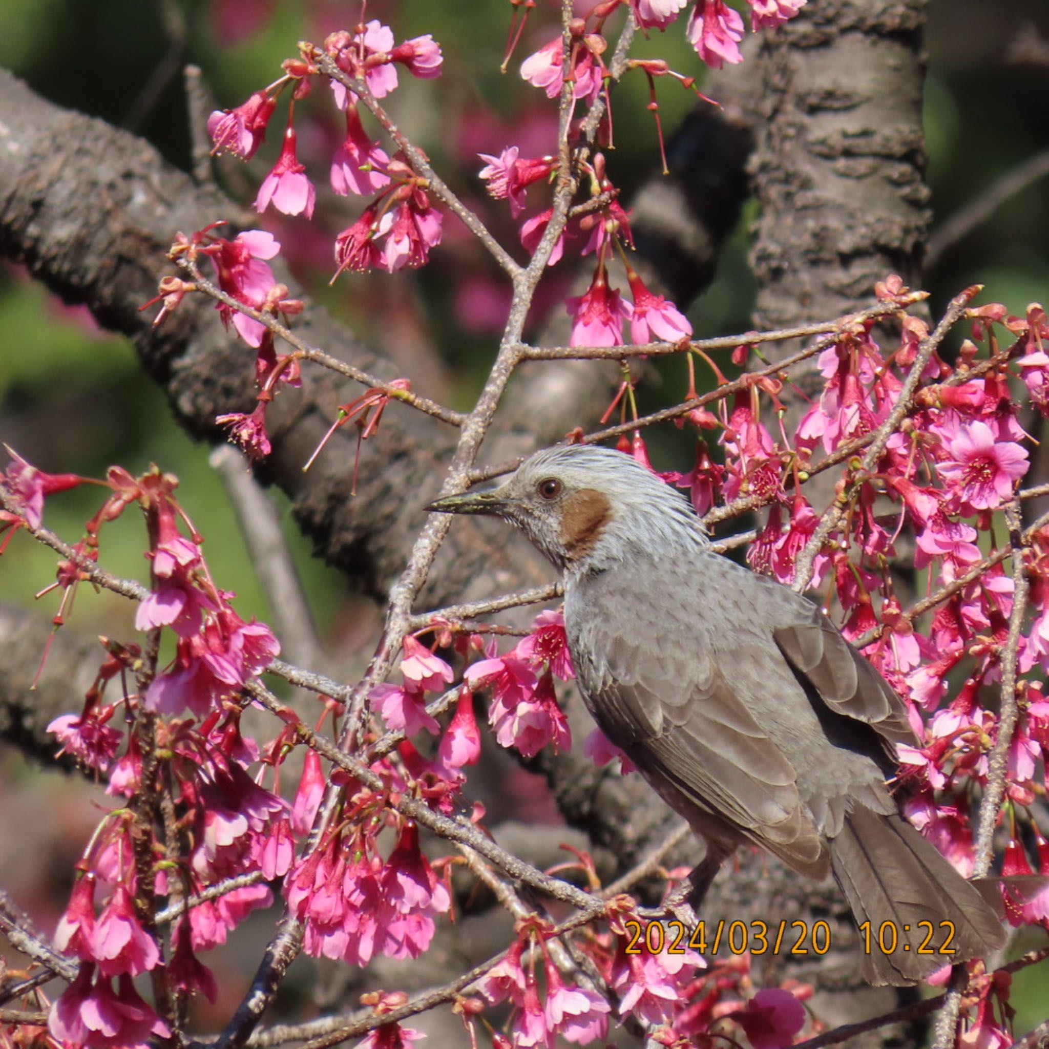 Photo of Brown-eared Bulbul at Mitsuike Park by 焼き芋