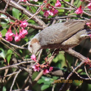 Brown-eared Bulbul Mitsuike Park Wed, 3/20/2024