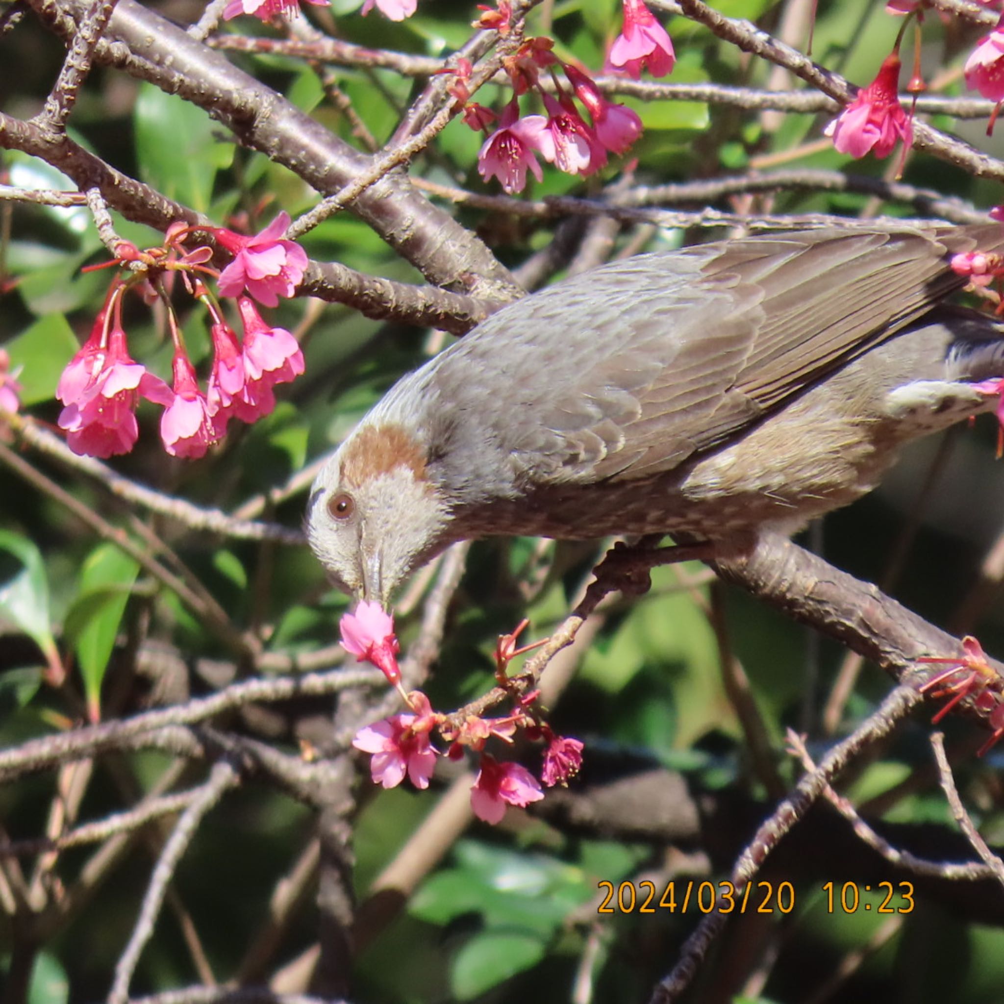 Brown-eared Bulbul