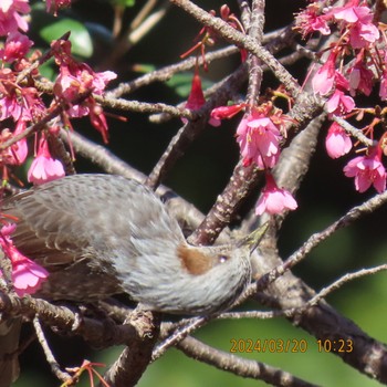 Brown-eared Bulbul Mitsuike Park Wed, 3/20/2024